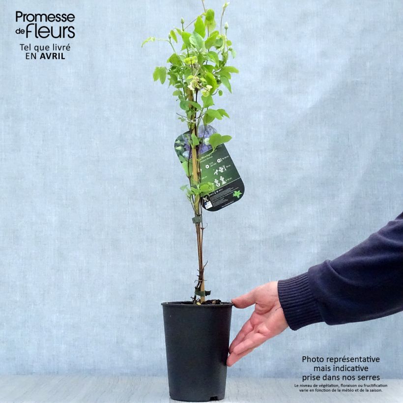 Clematis patens Blue Light - Early Large-flowered Clematis 1.5L/2L pot sample as delivered in spring