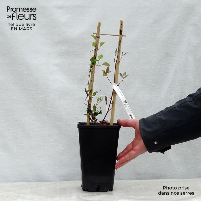 Clematis  Carnaby 1.5L/2L pot sample as delivered in spring