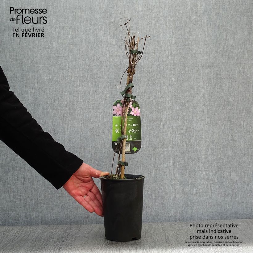 Clematis patens Caroline - Early Large-flowered Clematis 2L/3L pot sample as delivered in winter