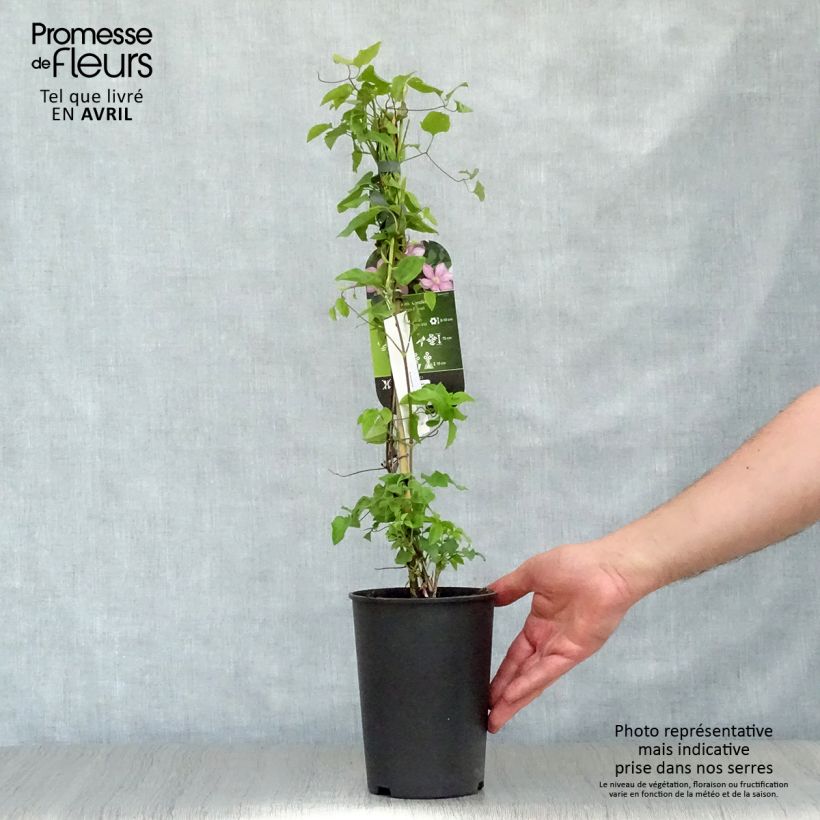 Clematis patens Caroline - Early Large-flowered Clematis 2L/3L pot sample as delivered in spring