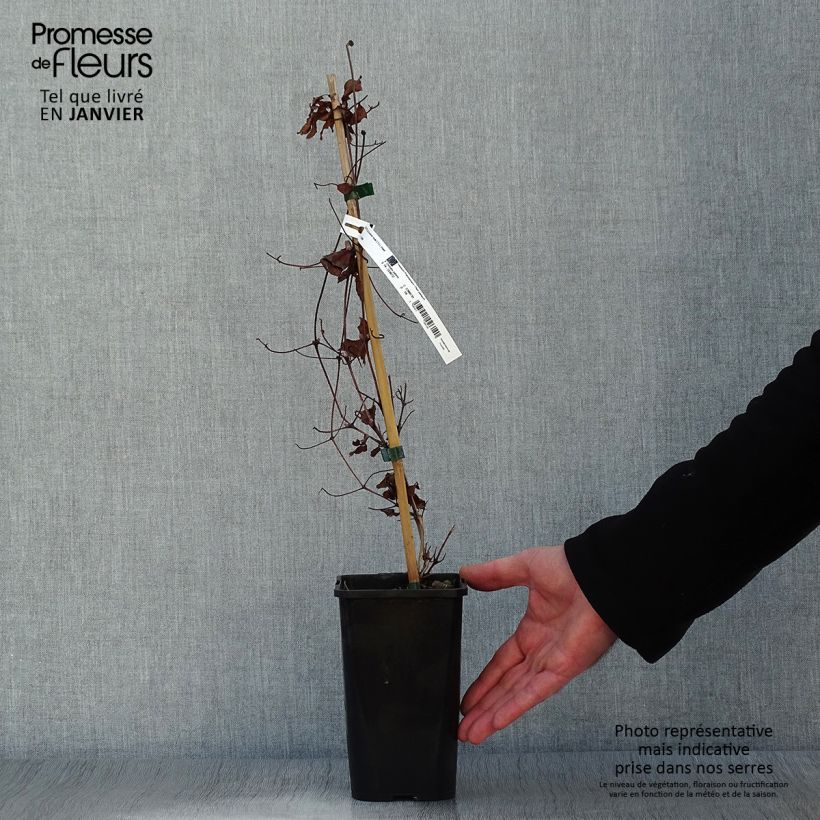 Clematis patens Royal Crown 1.5L/2L pot sample as delivered in winter