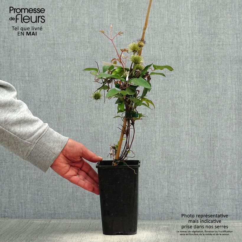 Clematis patens Royal Crown 1.5L/2L pot sample as delivered in spring