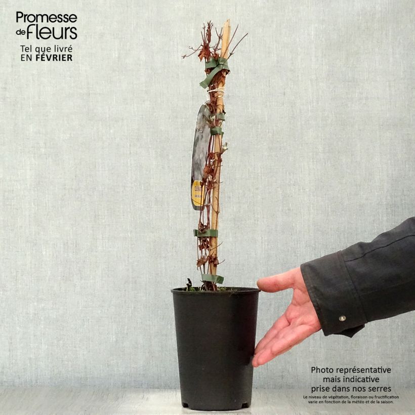 Clematis patens Dancing King 2L/3L pot sample as delivered in winter