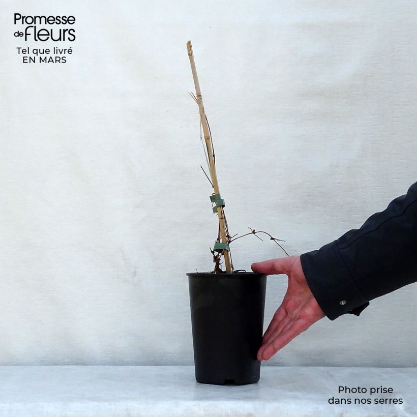 Clematis patens Dancing Queen 2L/3L pot sample as delivered in spring