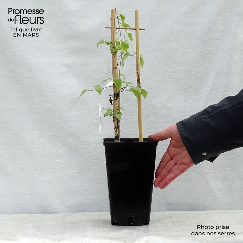 Clematis  Destiny 1.5L/2L pot sample as delivered in spring