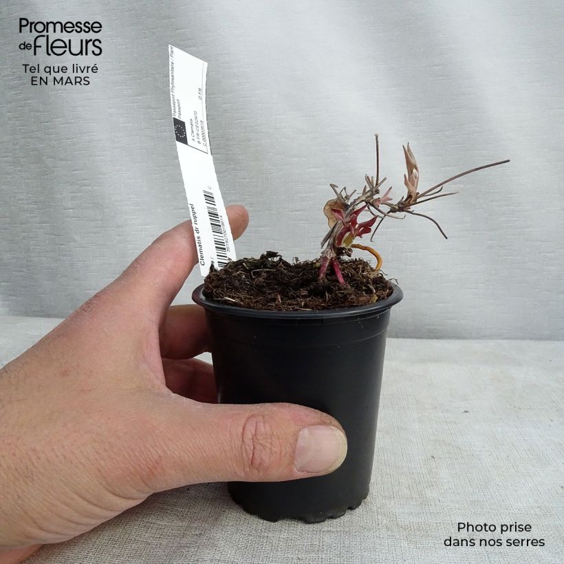 Clematis patens Doctor Ruppel 8/9 cm pot sample as delivered in spring