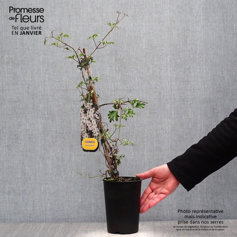 Clematis x cartmanii Early Sensation 2L/3L pot sample as delivered in winter