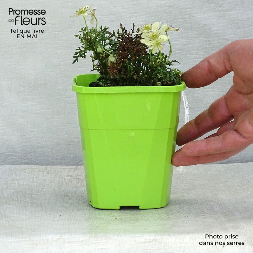 Clematis x indivisa Emerald Dream® 1L/1.5L pot sample as delivered in spring