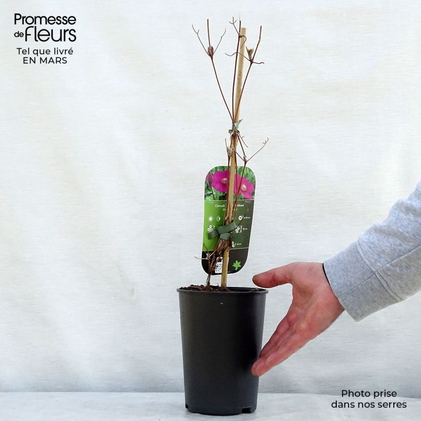 Clematis viticella Ernest Marckham 2L/3L pot sample as delivered in spring