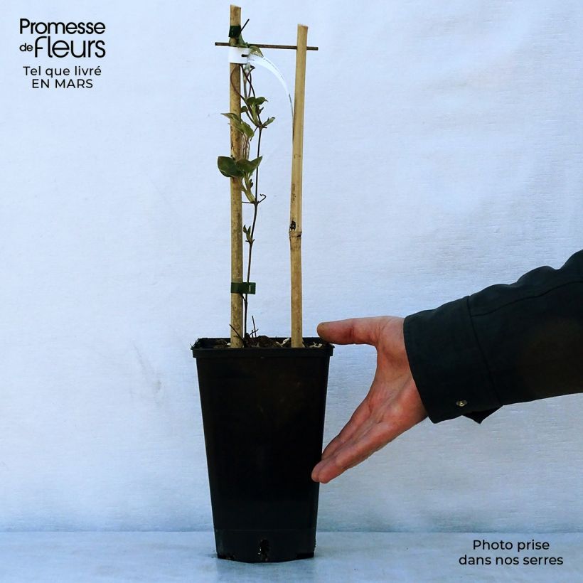 Clematis Etoile Nacrée 2L/3L pot sample as delivered in spring