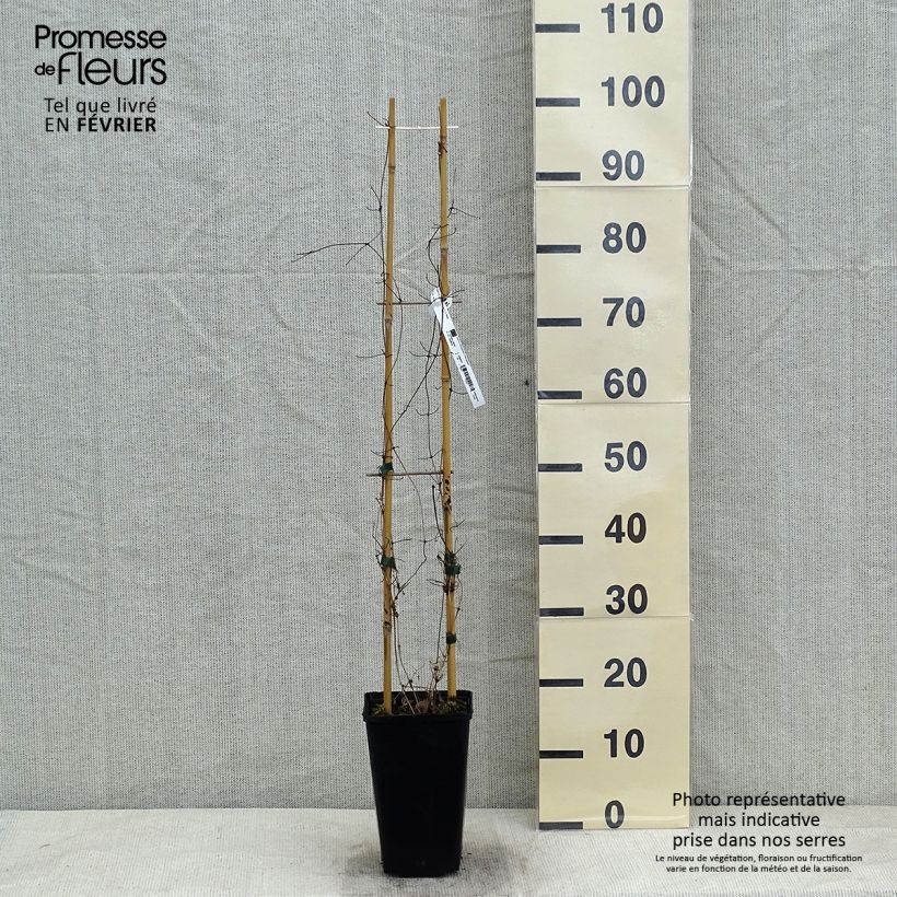 Clematis Etoile Nacrée 2L/3L pot sample as delivered in winter