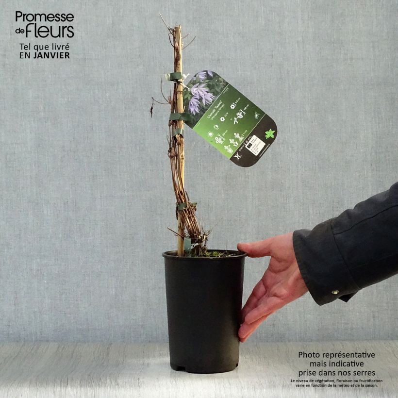 Clematis atragene Eximia 2L/3L pot sample as delivered in winter