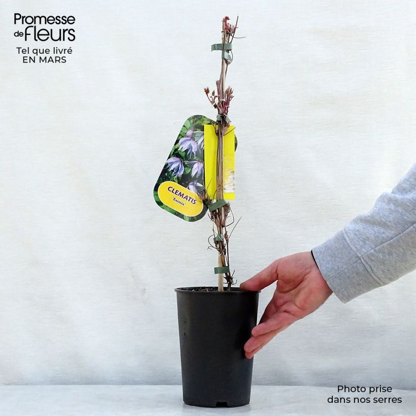 Clematis atragene Eximia 2L/3L pot sample as delivered in spring