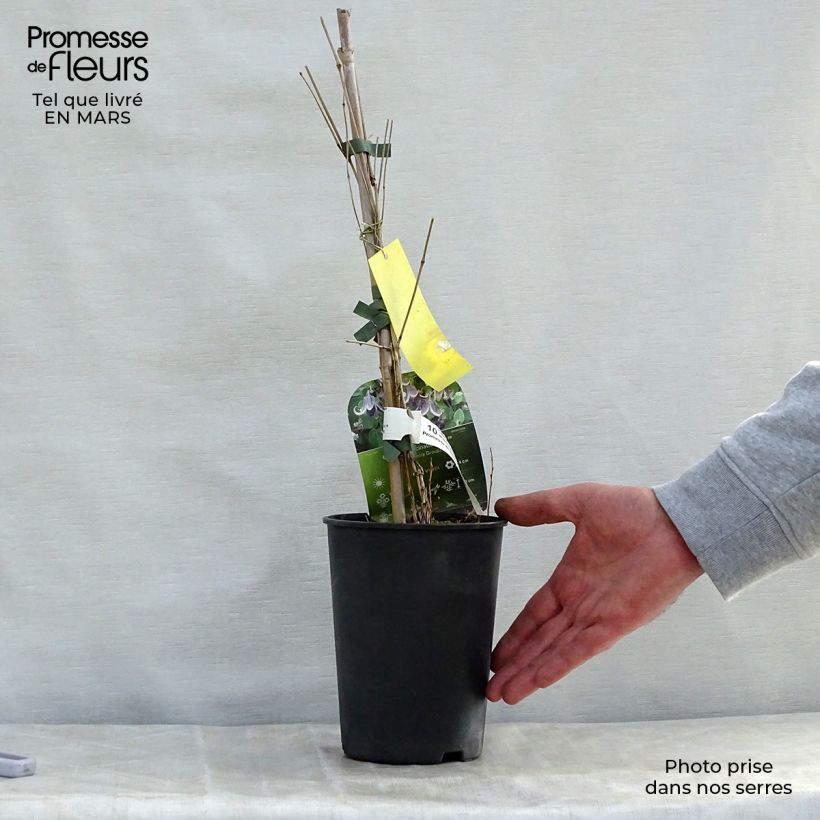 Clematis diversifolia Fascination 2L/3L pot sample as delivered in spring