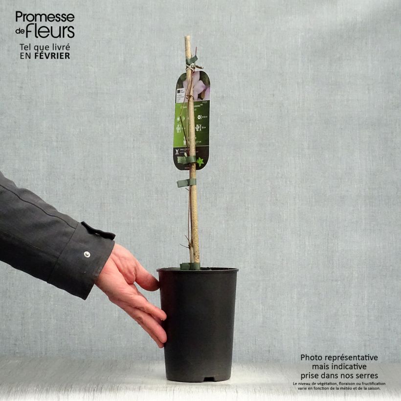 Clematis florida Fond Memories 2L/3L pot sample as delivered in winter