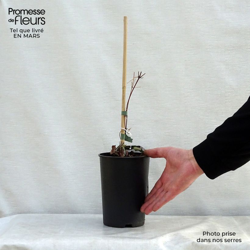 Clematis jackmanii Forever Friends   2L/3L pot sample as delivered in spring