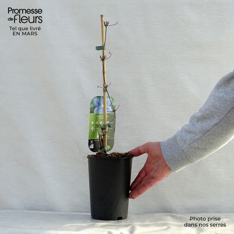 Clematis patens Fujimusume 2L/3L pot sample as delivered in spring