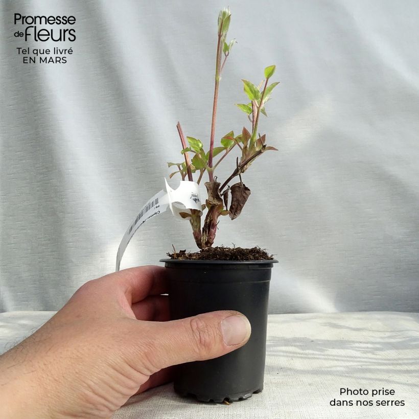Clematis patens General Sikorski 8/9 cm pot sample as delivered in winter