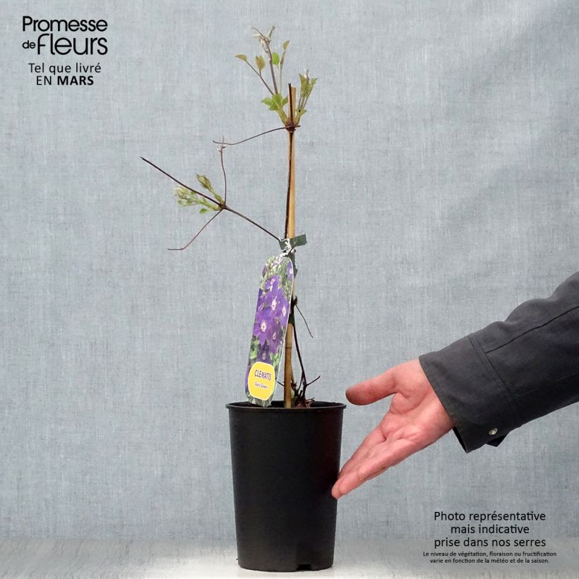 Clematis Gipsy Queen 2L/3L pot sample as delivered in spring