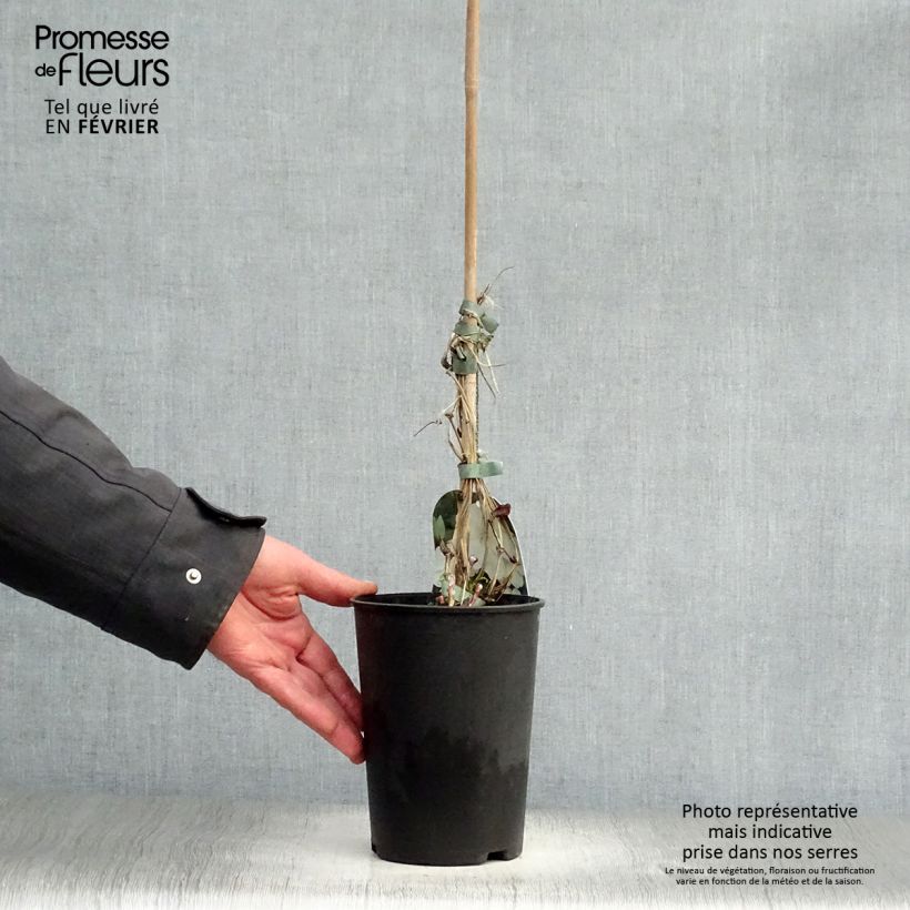 Clematis patens Guernsey Cream 2L/3L pot sample as delivered in winter