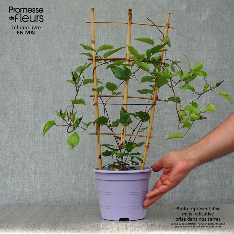 Clematis  Guiding Promise™ 2L/3L pot sample as delivered in spring