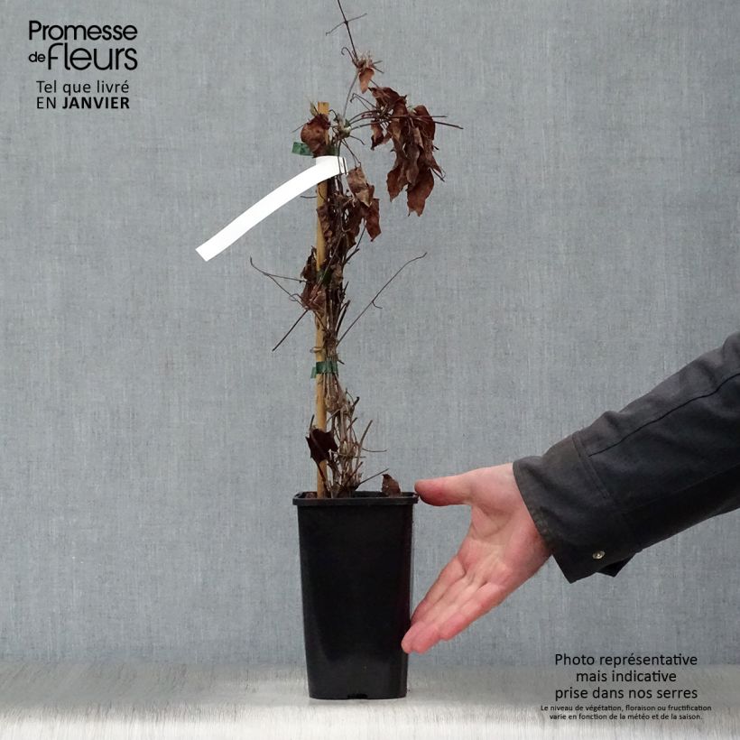 Clematis H. F. Young 1.5L/2L pot sample as delivered in winter