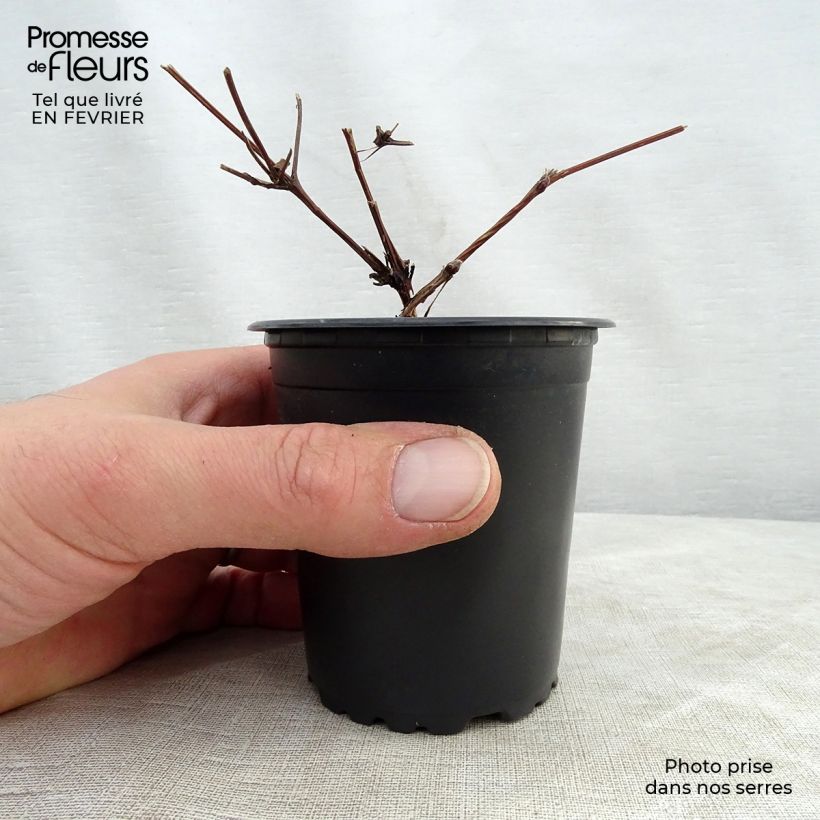 Clematis patens Hagley Hybrid 8/9 cm pot sample as delivered in winter