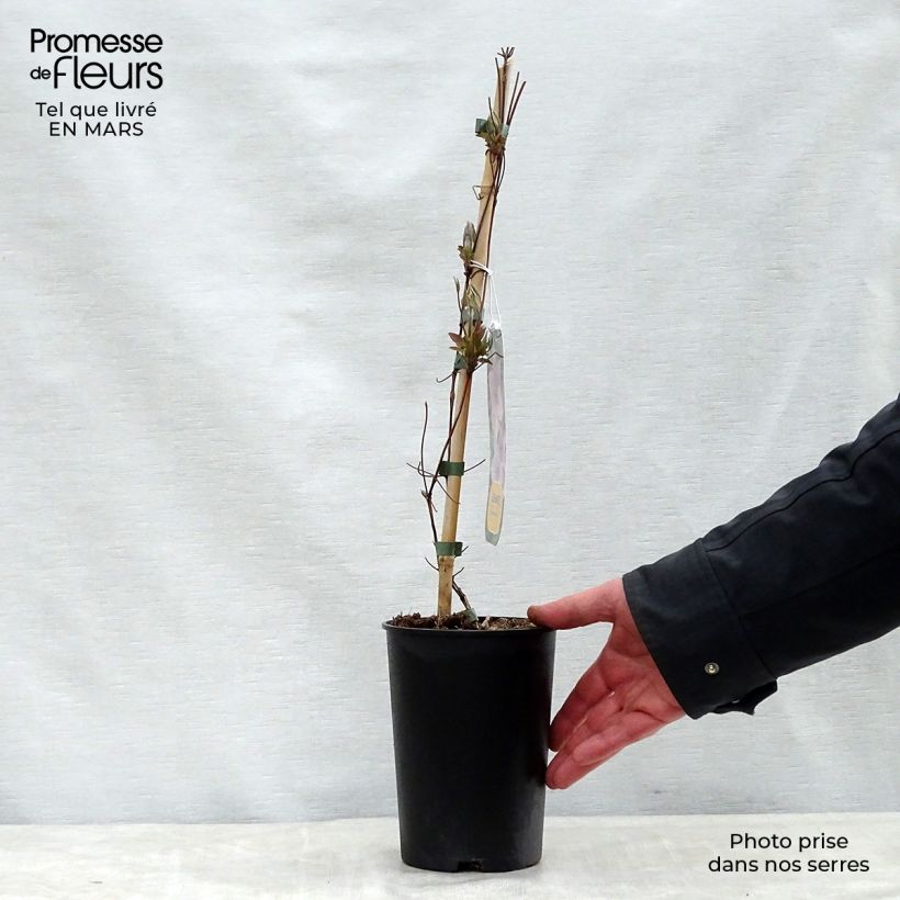 Clematis patens Hagley Hybrid 2L/3L pot sample as delivered in spring