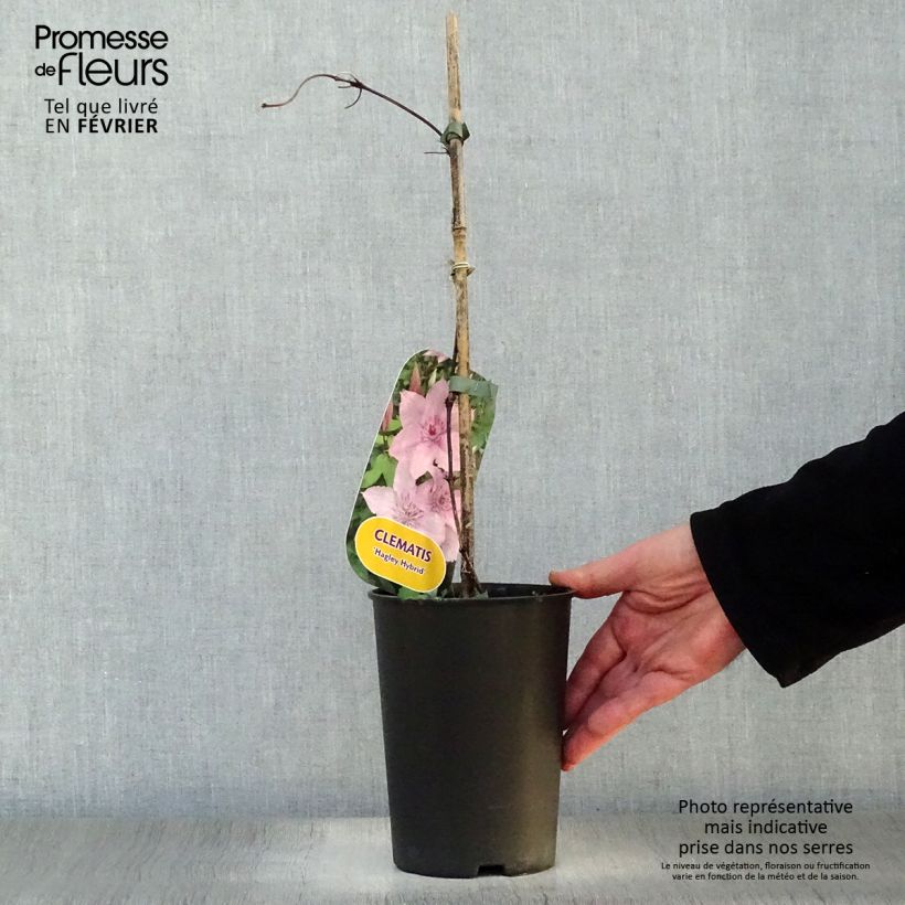 Clematis patens Hagley Hybrid 2L/3L pot sample as delivered in winter