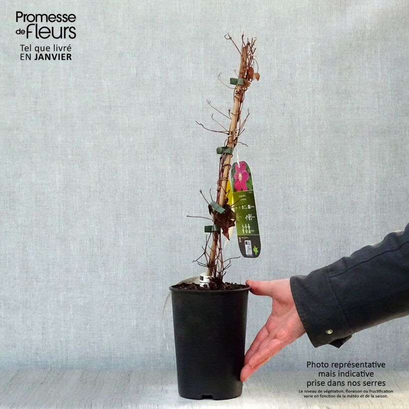 Clematis Hania 1.5L/2L pot sample as delivered in winter