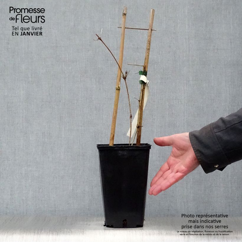 Clematis Hania 2L/3L pot sample as delivered in winter