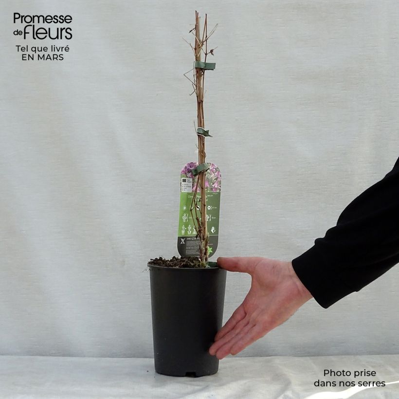 Clematis x diversifolia Hendryetta 2L/3L pot sample as delivered in spring