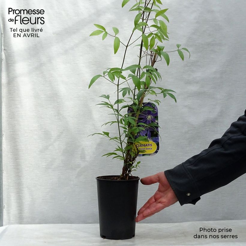Clematis diversifolia Hudson River ®ZO 06137 2L/3L pot sample as delivered in spring
