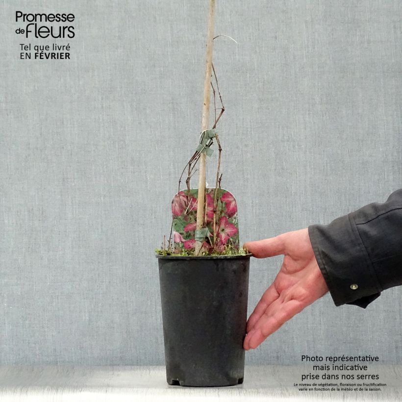 Clematis viticella I am Happy 2L/3L pot sample as delivered in winter