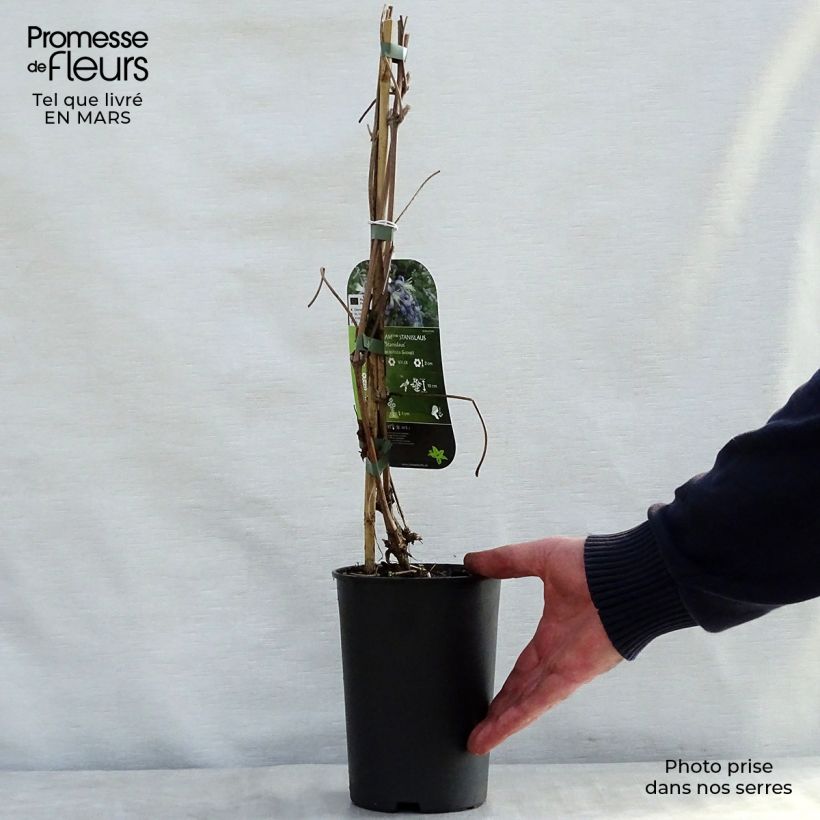 Clematis heracleifolia Stanislaus 2L/3L pot sample as delivered in spring