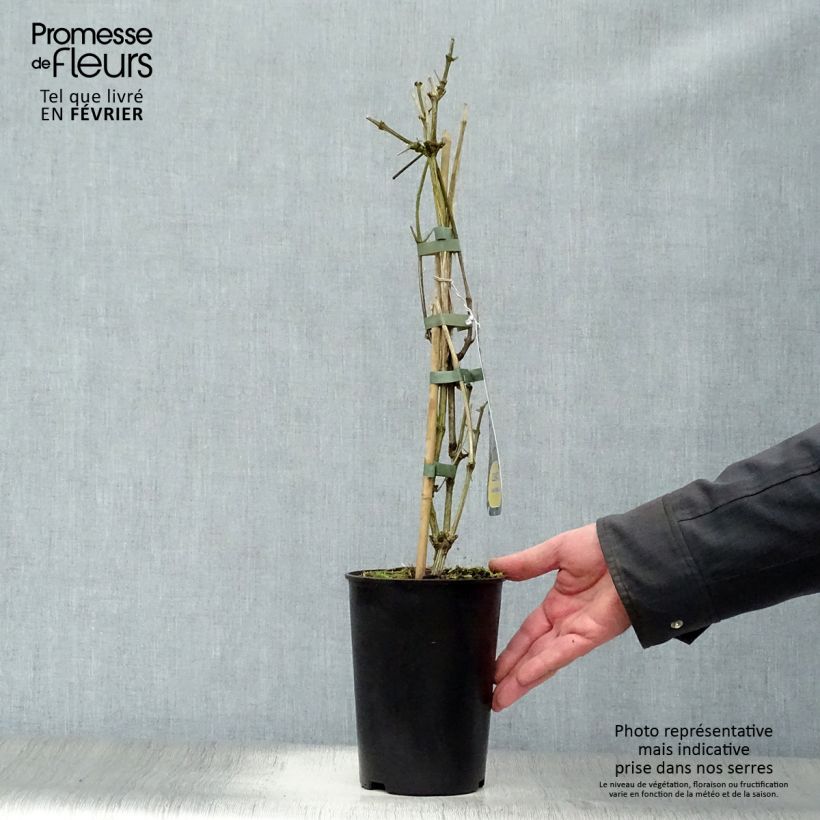 Clematis heracleifolia Stanislaus 2L/3L pot sample as delivered in winter