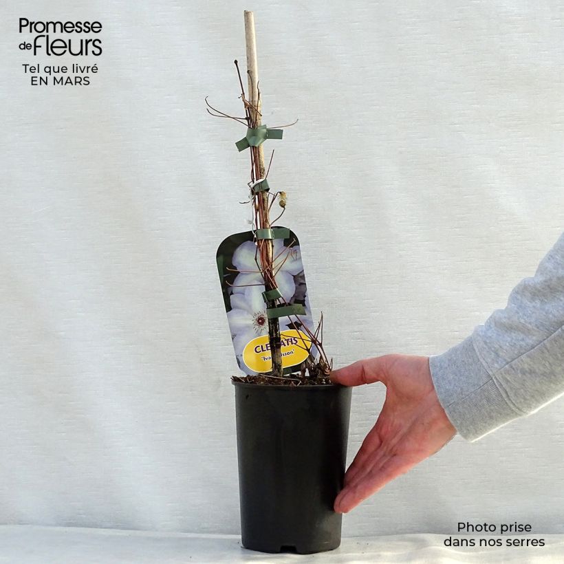 Clematis x jackmanii Ivan Olsson 2L/3L pot sample as delivered in spring