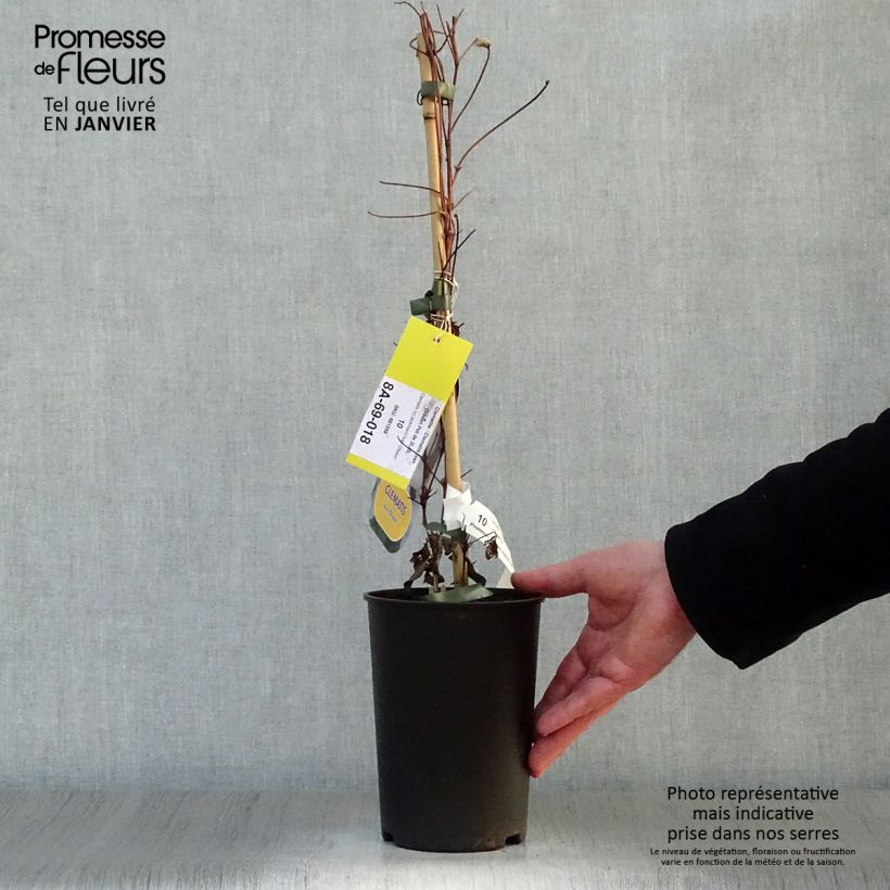 Clematis x jackmanii Ivan Olsson 2L/3L pot sample as delivered in winter