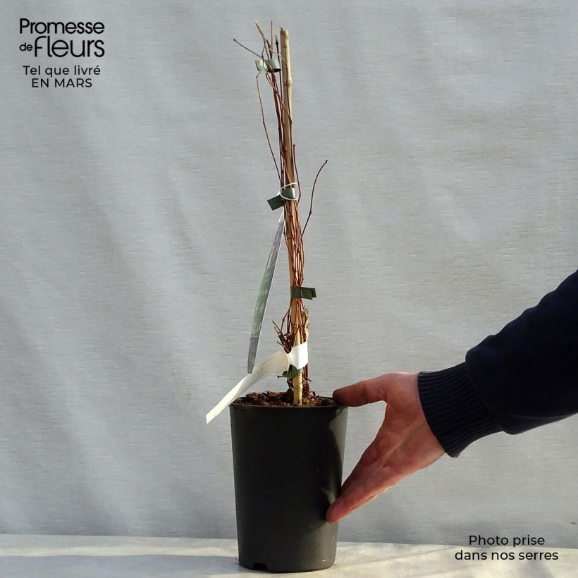 Clematis diversifolia Jan Fopma 2L/3L pot sample as delivered in spring