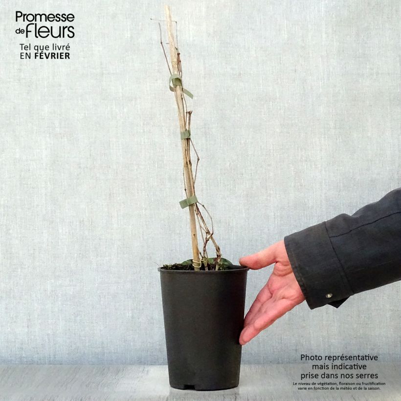 Clematis diversifolia Jan Fopma 2L/3L pot sample as delivered in winter