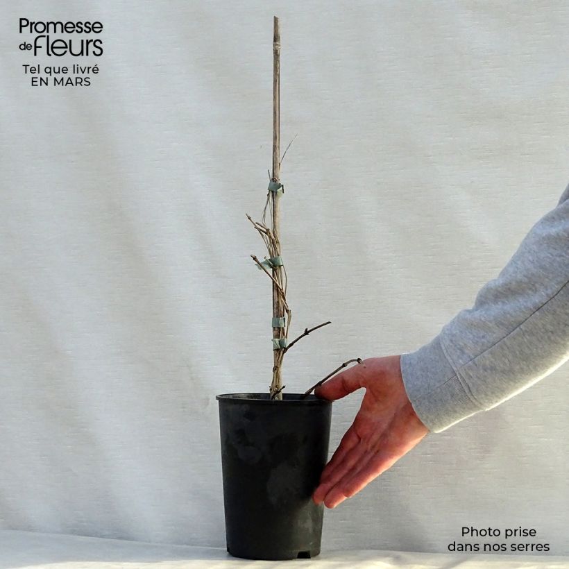 Clematis Juuli 2L/3L pot sample as delivered in spring