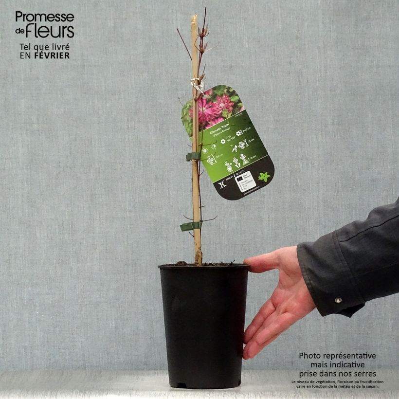Clematis patens Kaen 2L/3L pot sample as delivered in winter