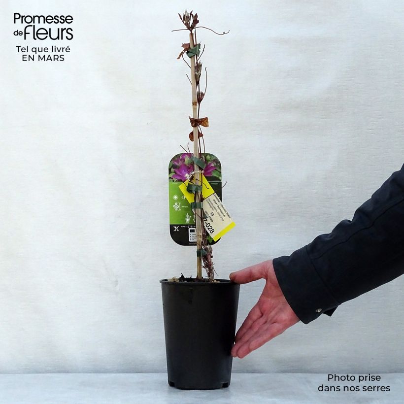 Clematis patens Kakio 2L/3L pot sample as delivered in spring