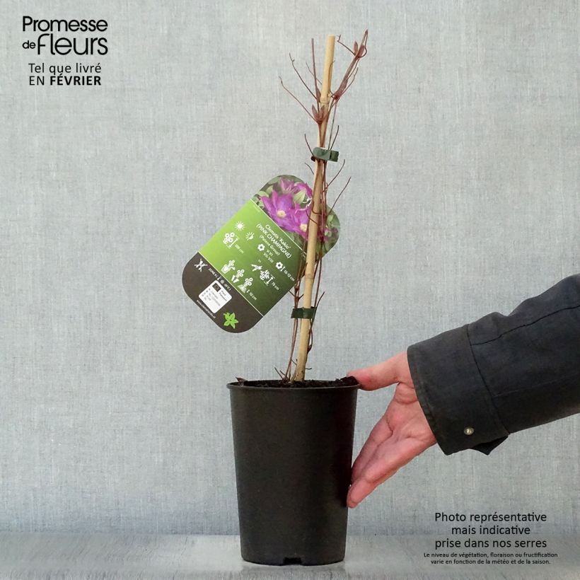 Clematis patens Kakio 2L/3L pot sample as delivered in winter