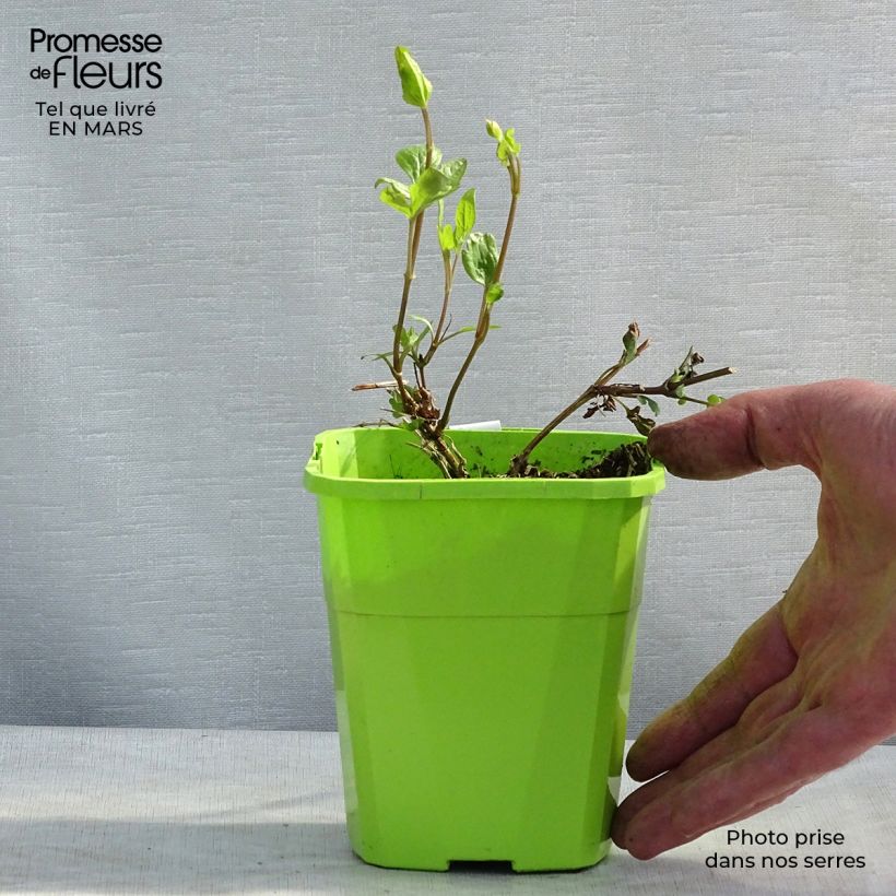 Clematis  Kokonoe 1L/1.5L pot sample as delivered in spring