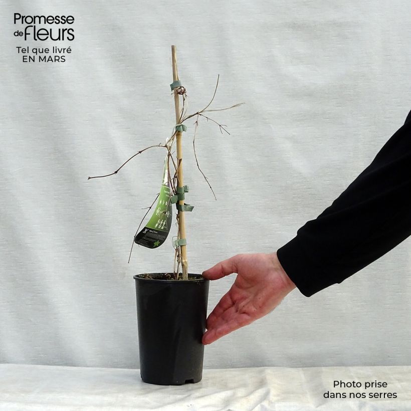 Clematis  Kokonoe 2L/3L pot sample as delivered in spring