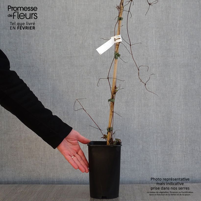 Clematis patens Lasurstern 1.5L/2L pot sample as delivered in winter