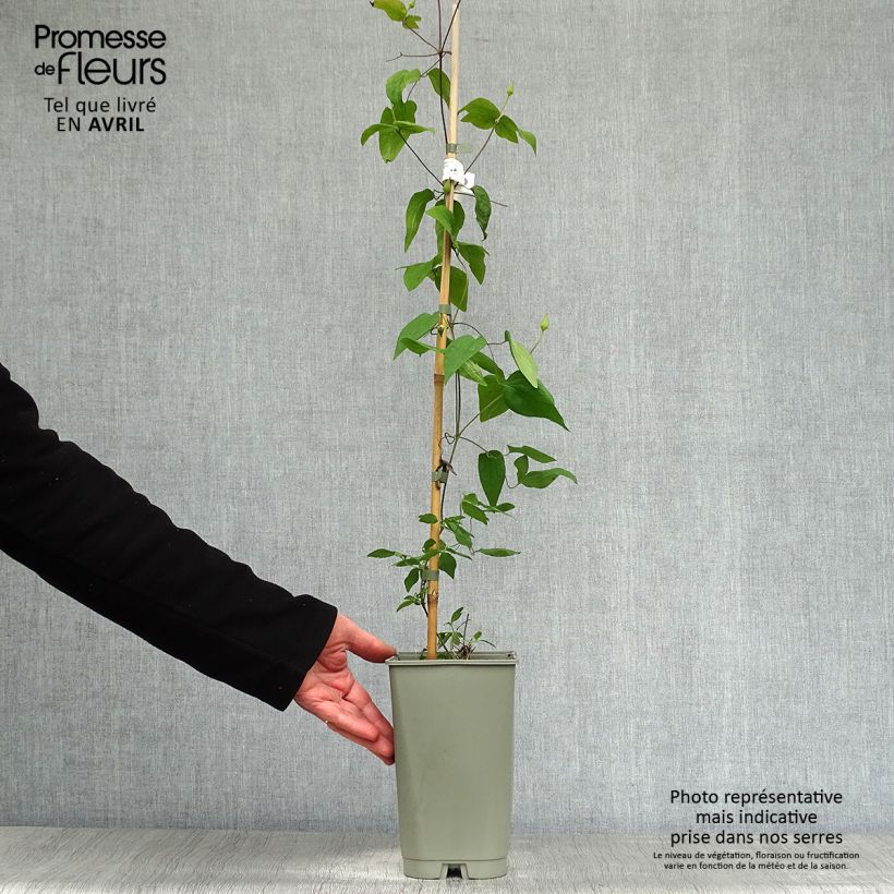 Clematis florida Lavallée n°1 2L/3L pot sample as delivered in spring