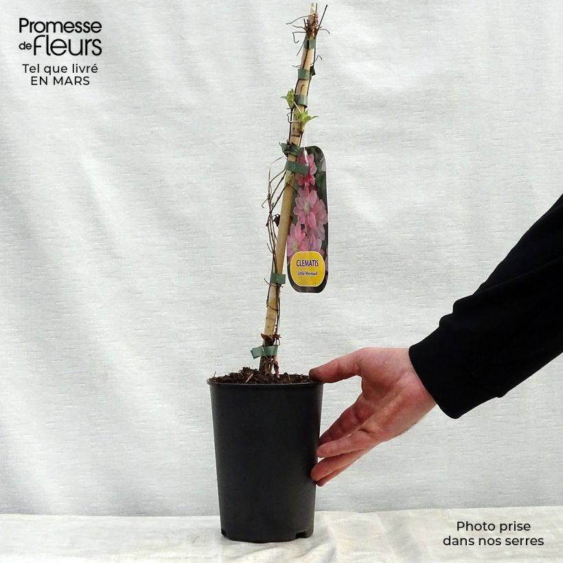 Clematis Little Mermaid 2L/3L pot sample as delivered in spring