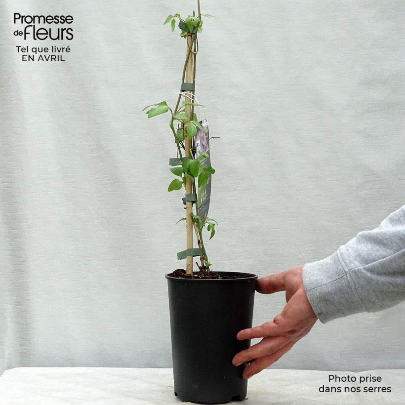 Clematis Lucky Charm 2L/3L pot sample as delivered in spring